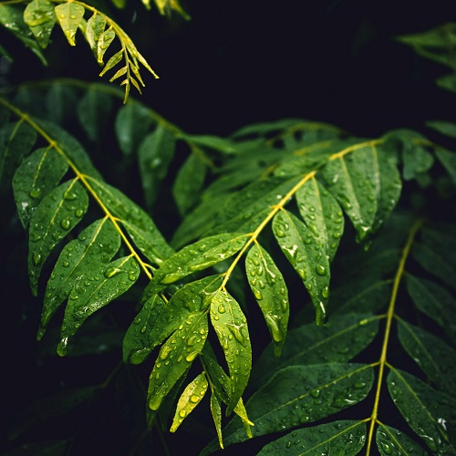 curry leaves